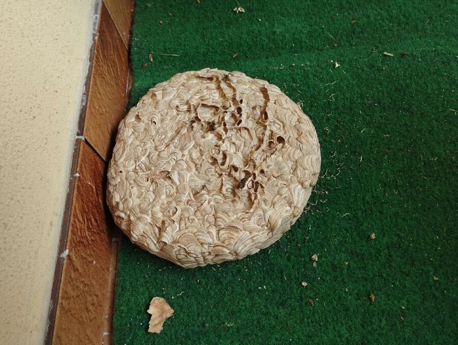 Bee nest at the house remove