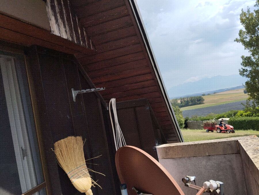 Relocate bees & remove bee nest