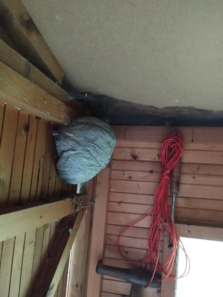 Bee nest at the house remove