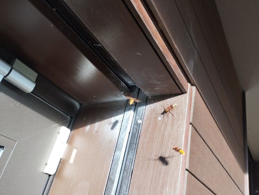 Bee nest at the house remove