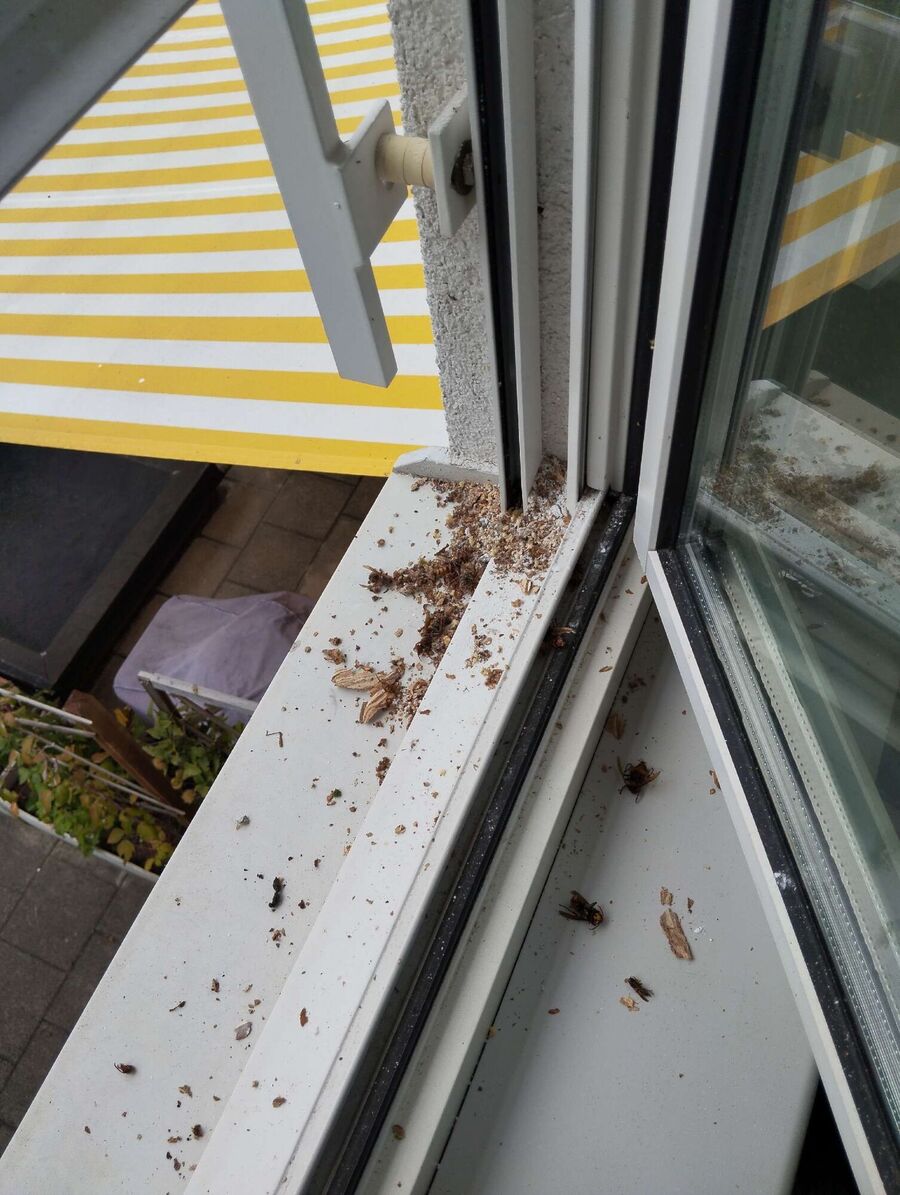 Remove bee nest
