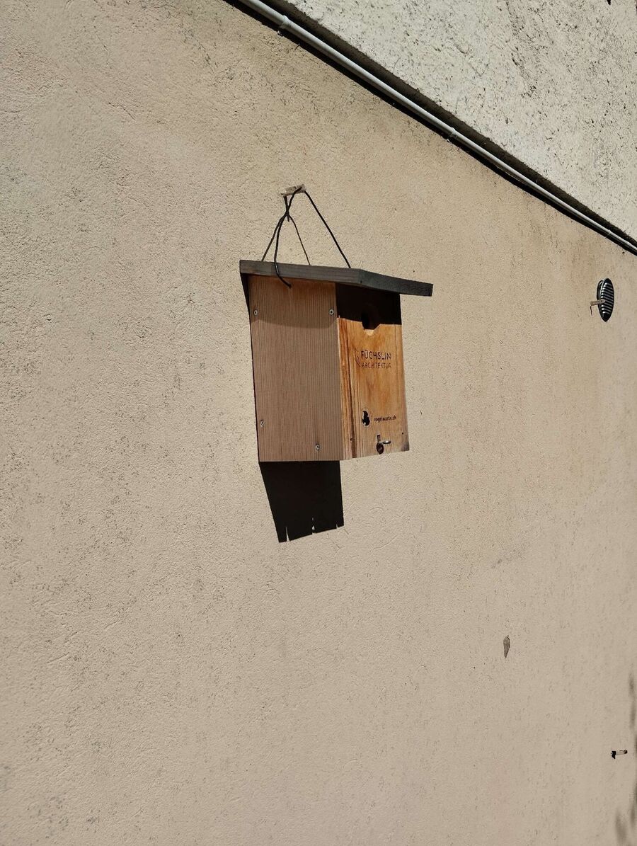 Relocate bees & remove bee nest