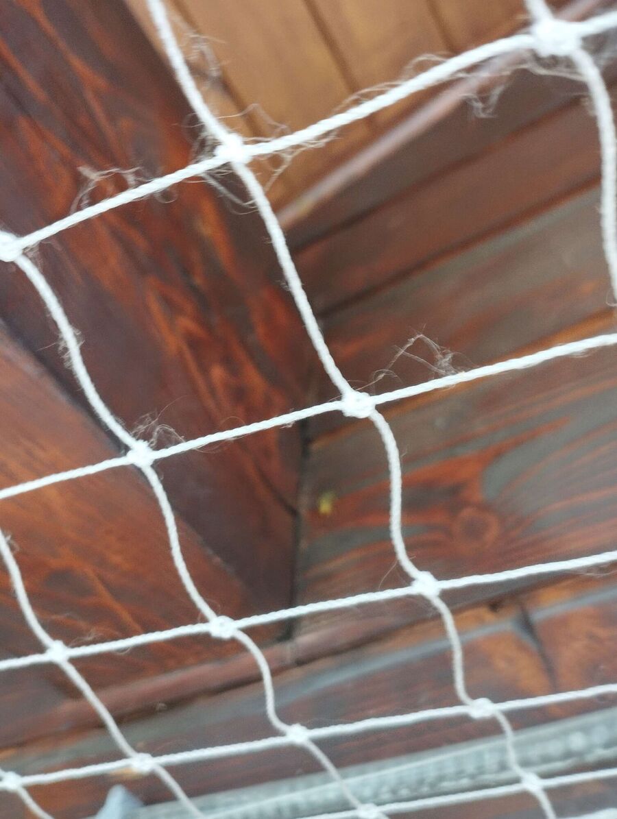 Bee nest at the house remove