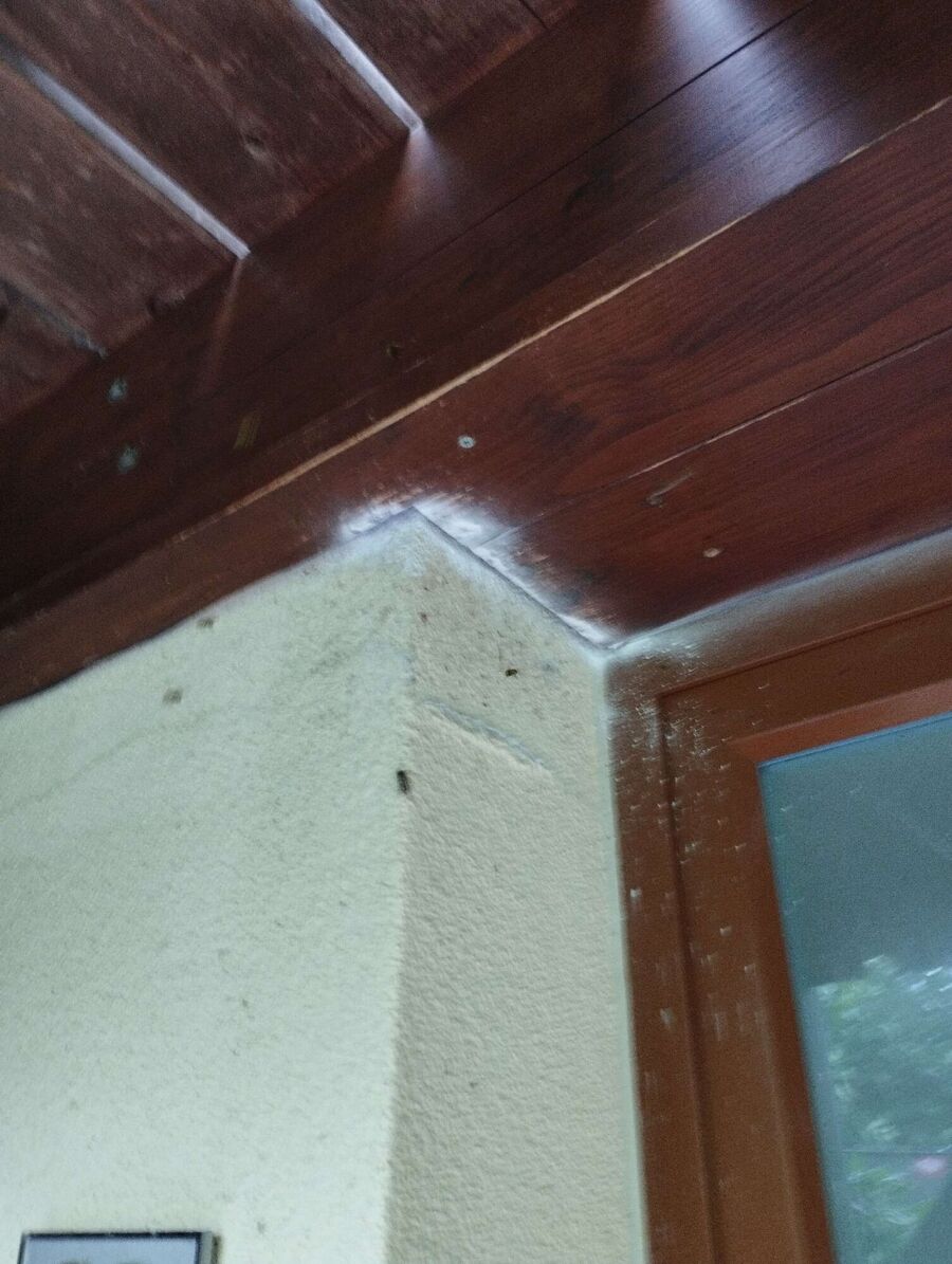 Relocate bees & remove bee nest