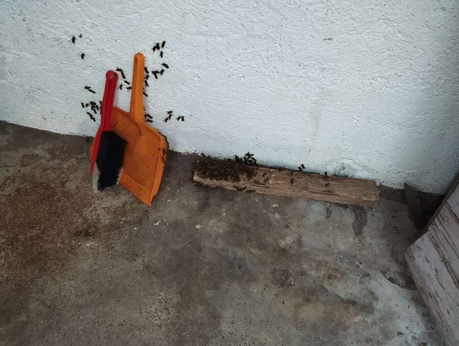 Remove bee nest