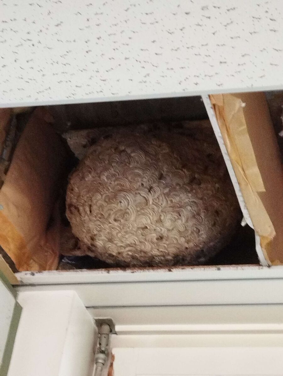 Bee nest at the house remove