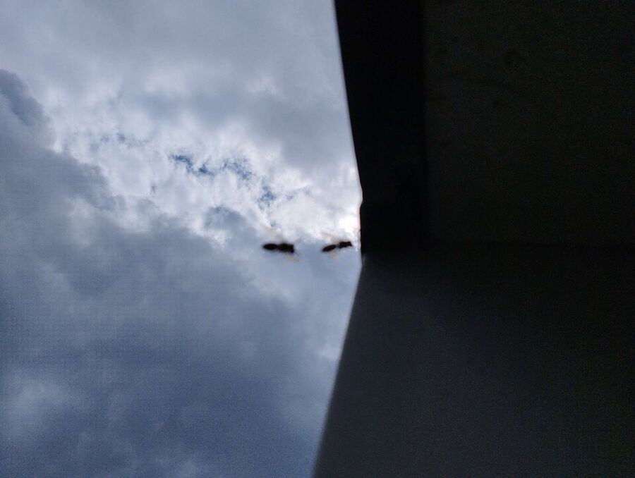 Bee nest at the house remove