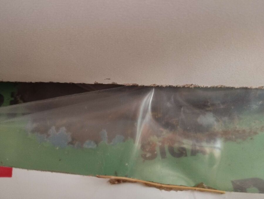 Relocate bees & remove bee nest