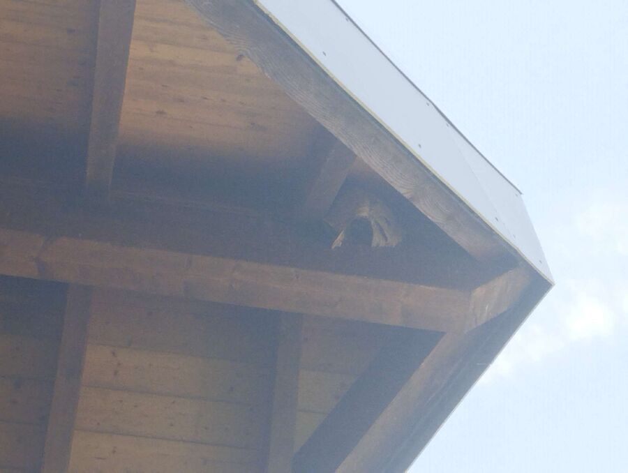 Bee nest at the house remove