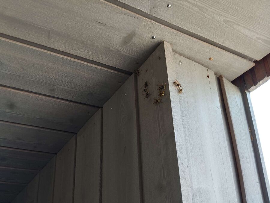 Relocate bees & remove bee nest