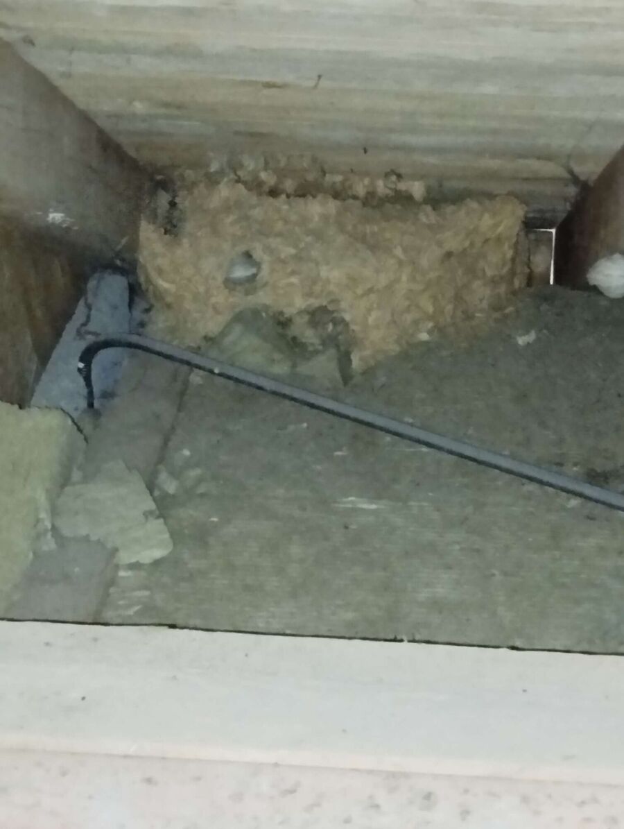 Relocate bees & remove bee nest