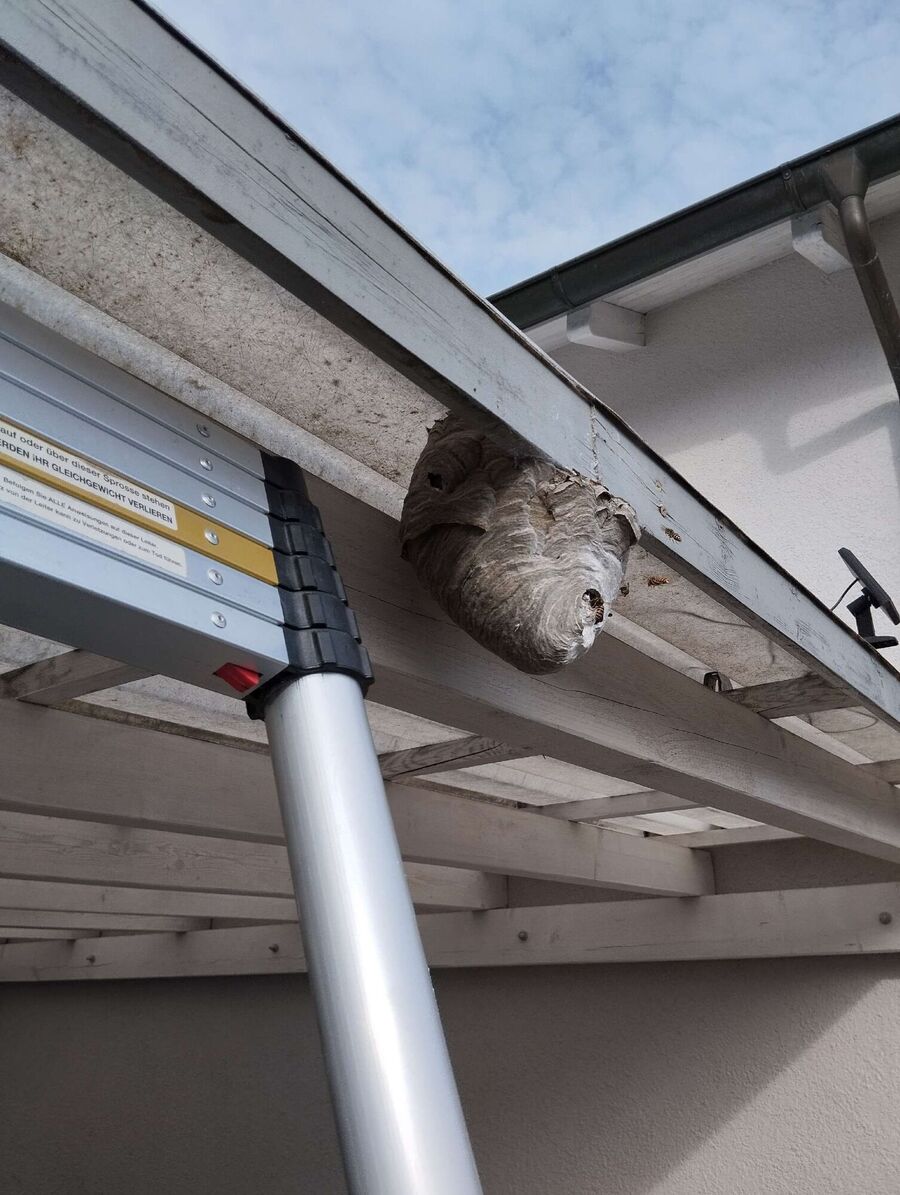 Bee nest at the house remove