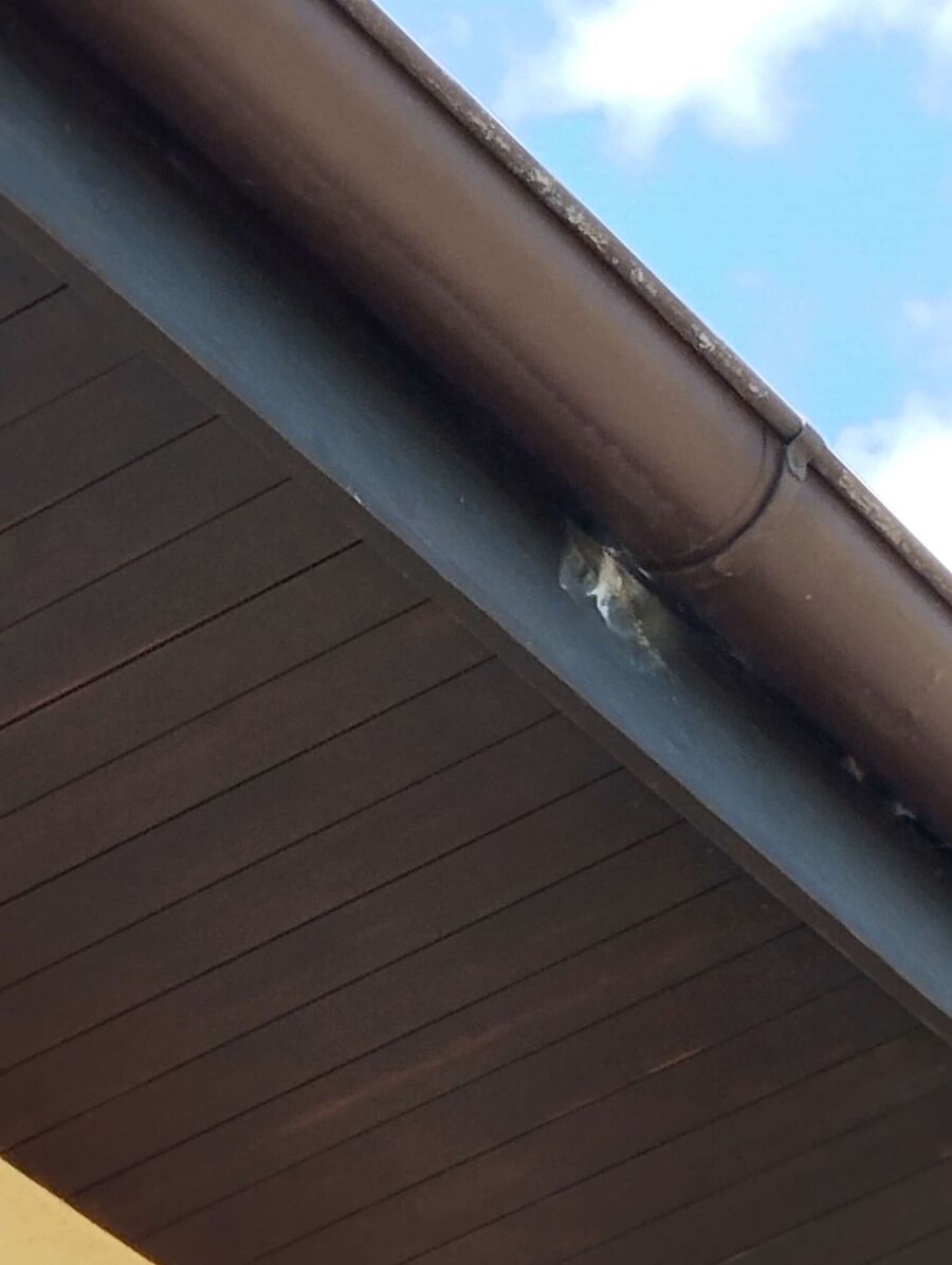 Relocate bees & remove bee nest