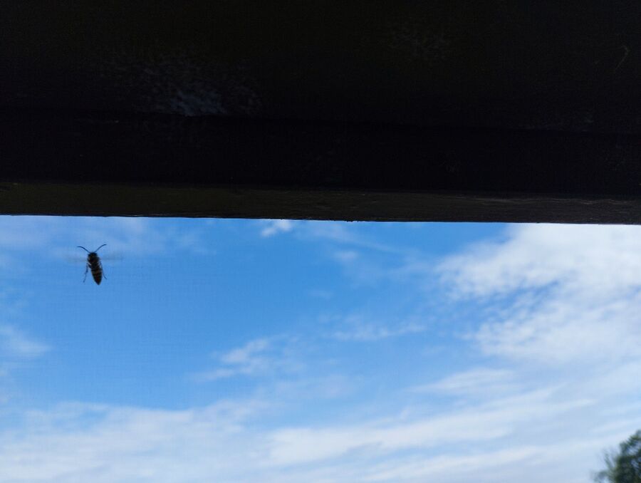 Relocate bees & remove bee nest