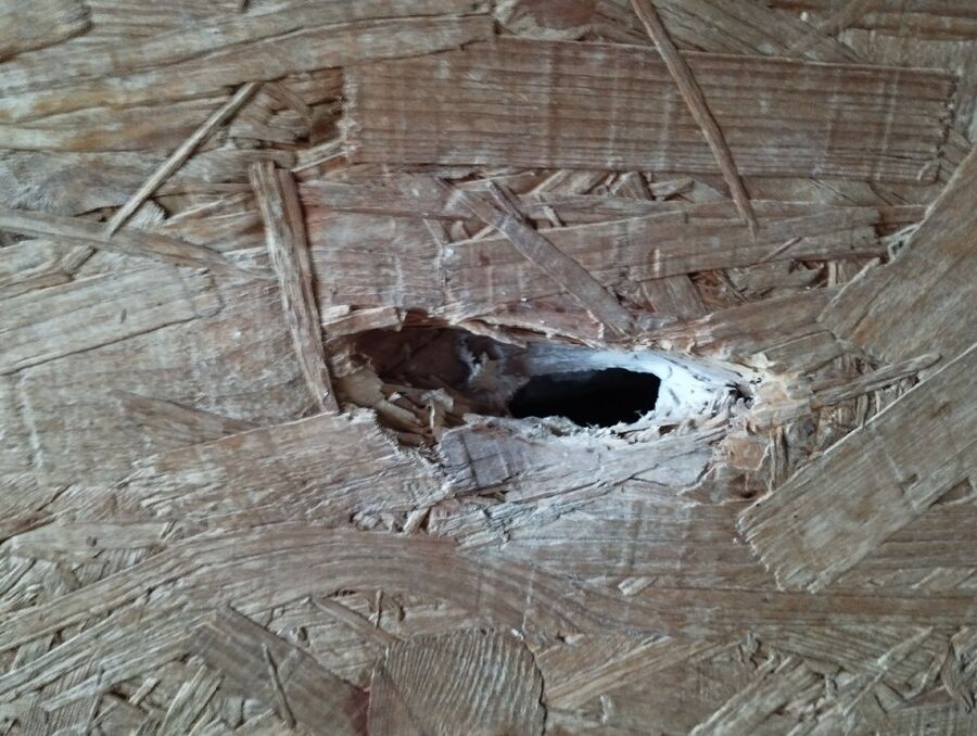 Bee nest at the house remove