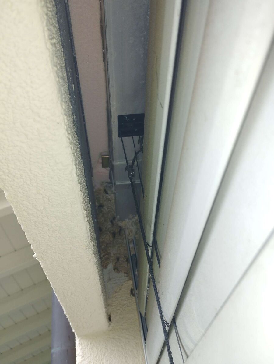 Bee nest at the house remove