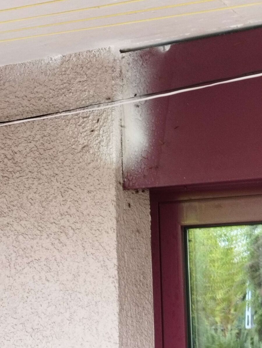 Bee nest at the house remove