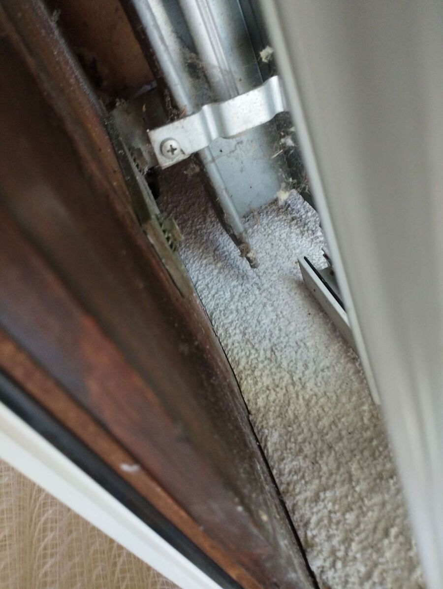 Relocate bees & remove bee nest