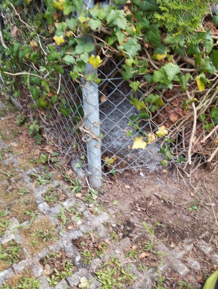 Bee nest at the house remove