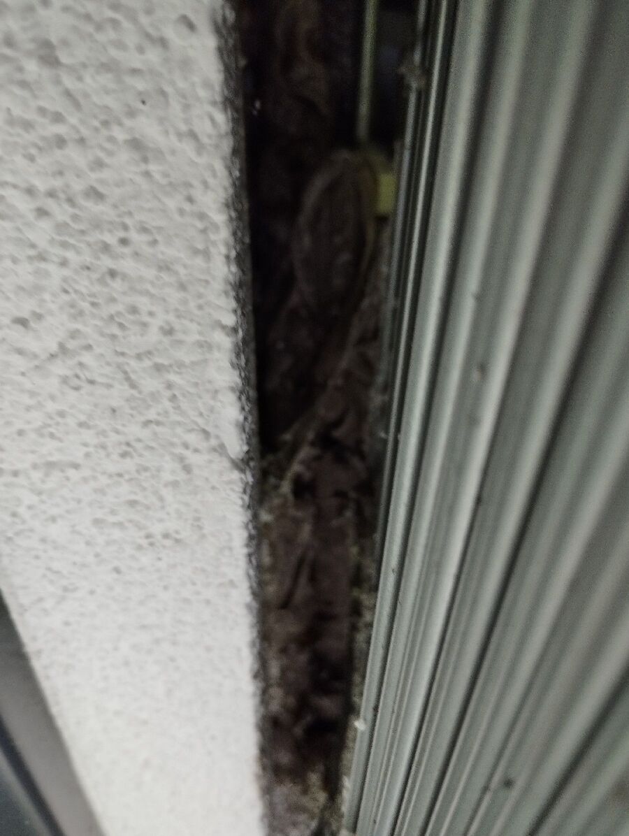 Relocate bees & remove bee nest