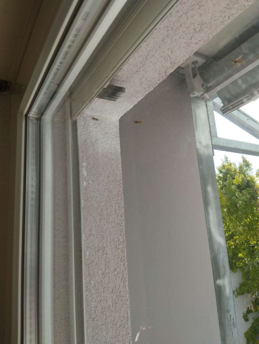 Bee nest at the house remove