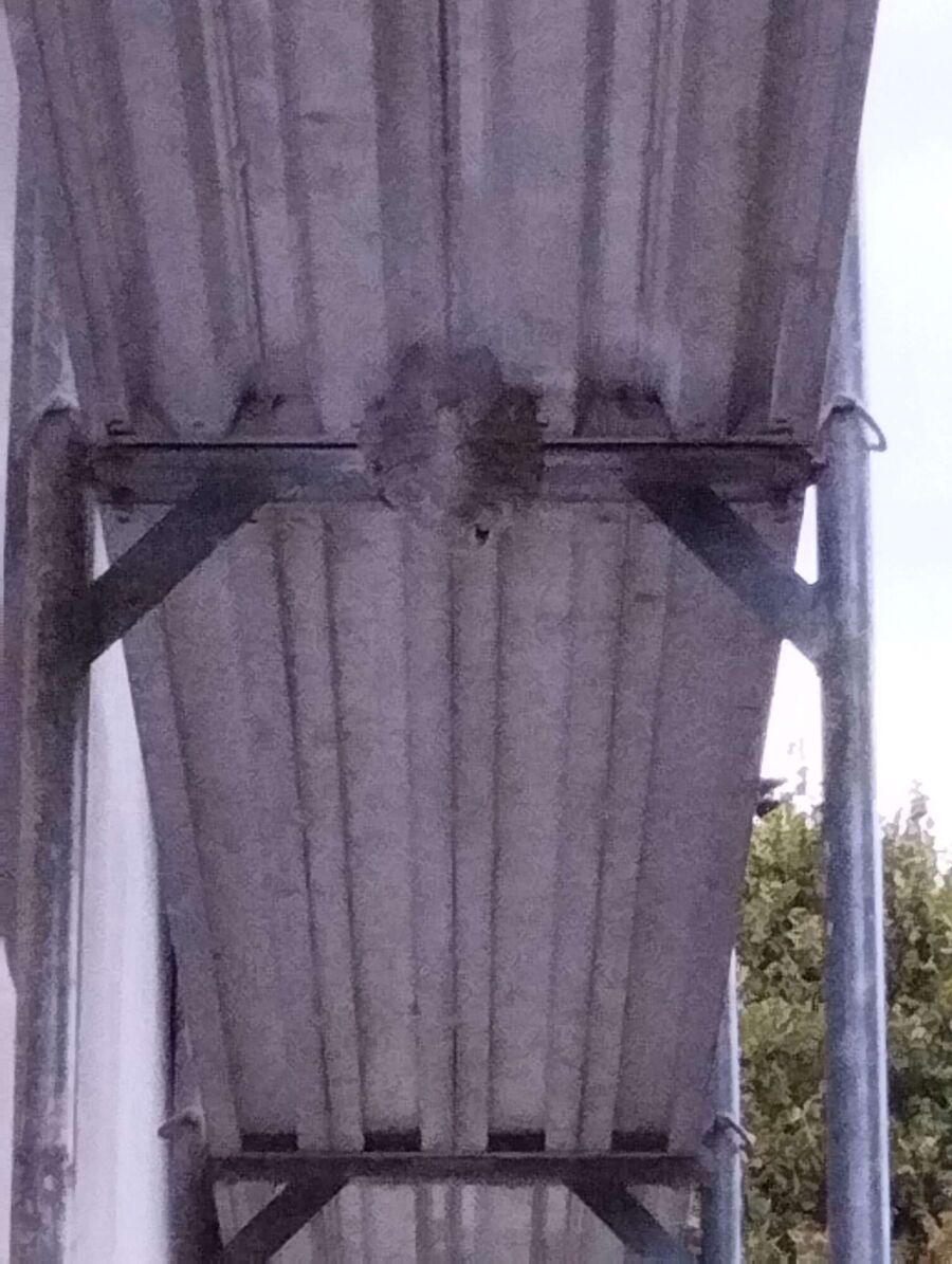 Bee nest at the house remove