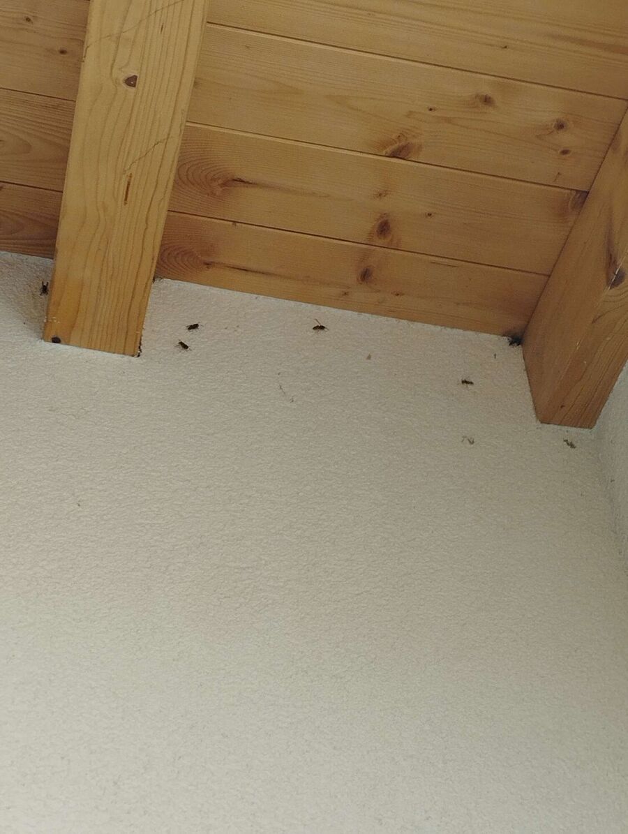 Bee nest at the house remove