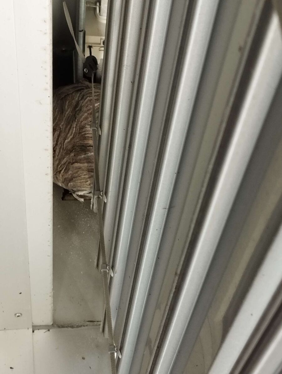 Bee nest at the house remove