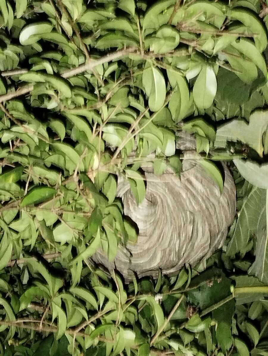 Relocate bees & remove bee nest