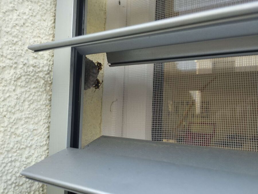 Bee nest at the house remove