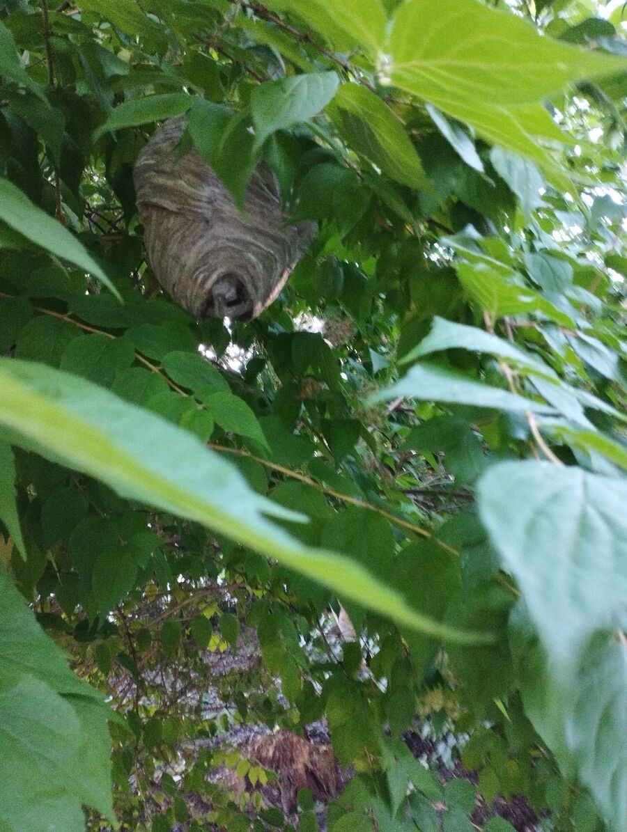 Bee nest at the house remove