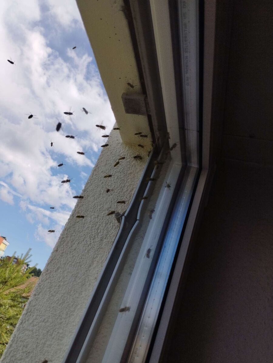 Relocate bees & remove bee nest