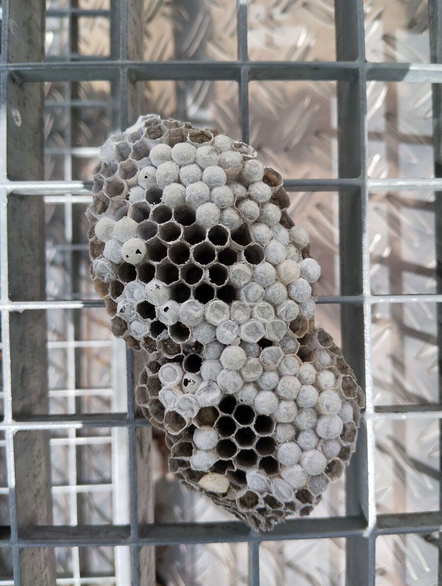 Remove bee nest