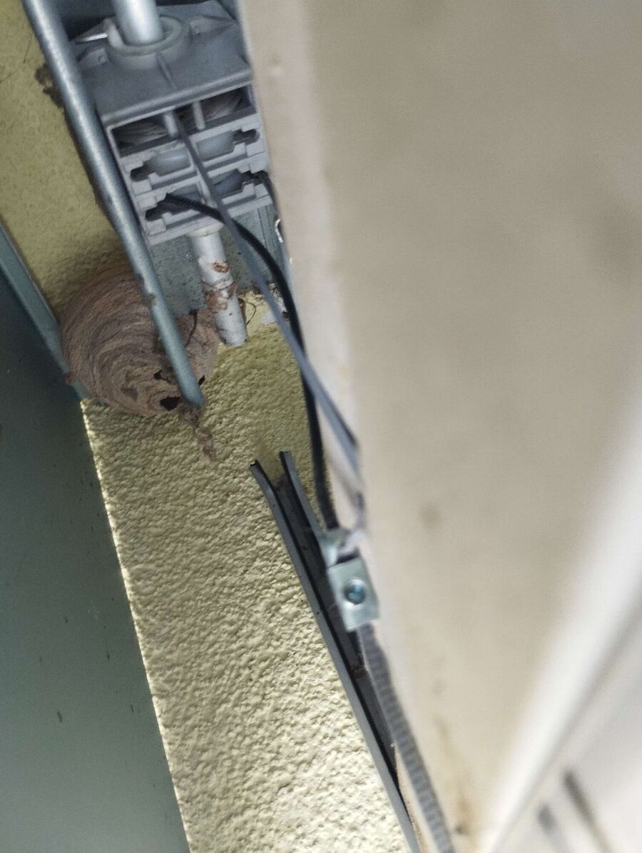 Bee nest at the house remove