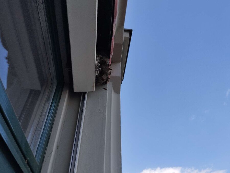 Relocate bees & remove bee nest