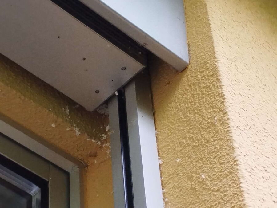 Bee nest at the house remove