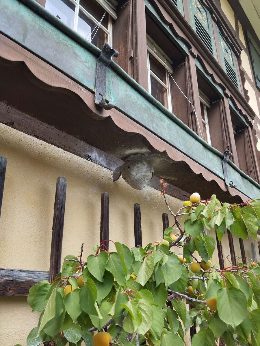 Bee nest at the house remove