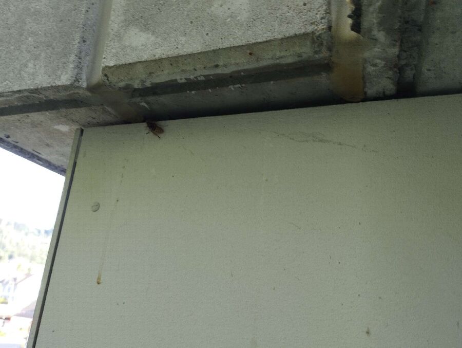 Relocate bees & remove bee nest