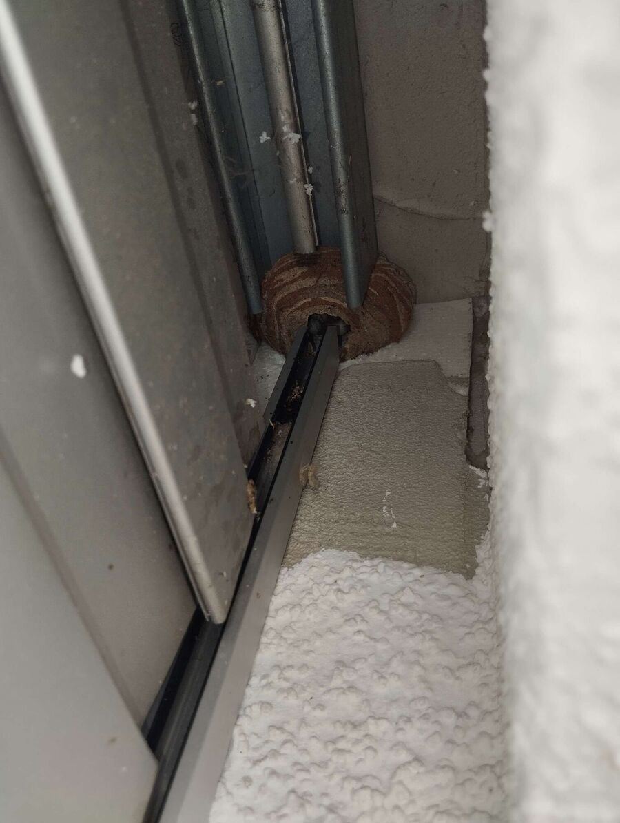 Relocate bees & remove bee nest