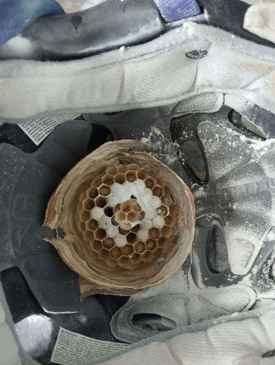 Bee nest at the house remove