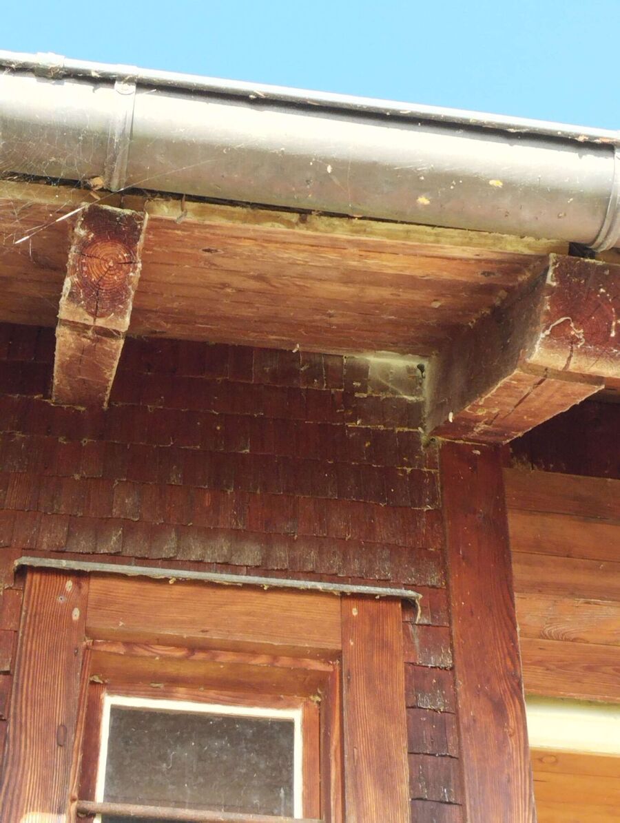 Relocate bees & remove bee nest