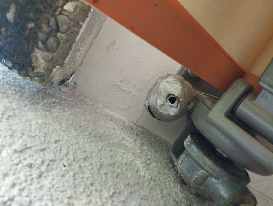 Bee nest at the house remove