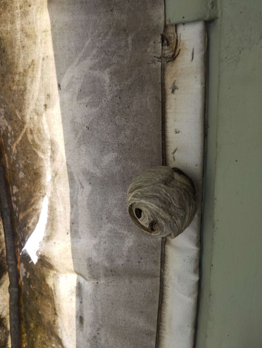 Bee nest at the house remove