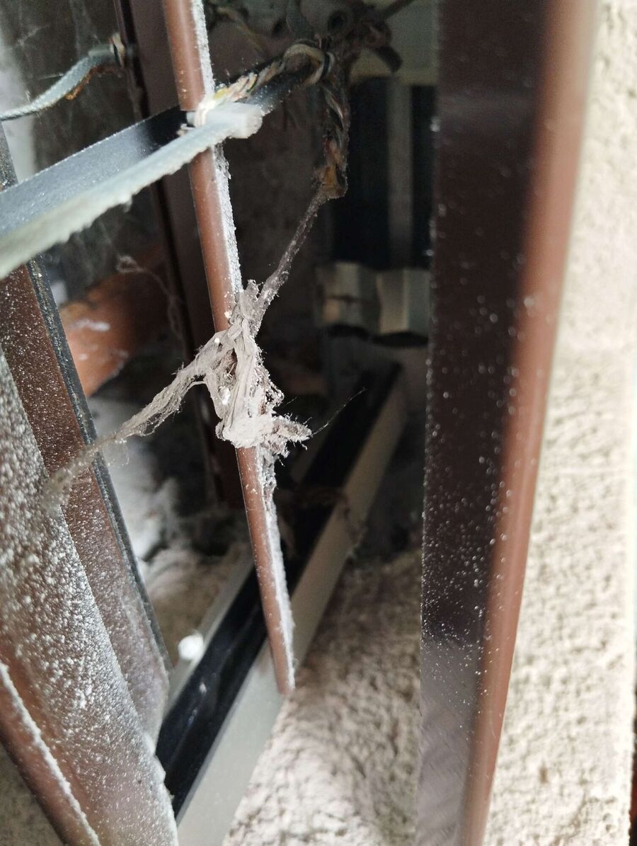 Relocate bees & remove bee nest