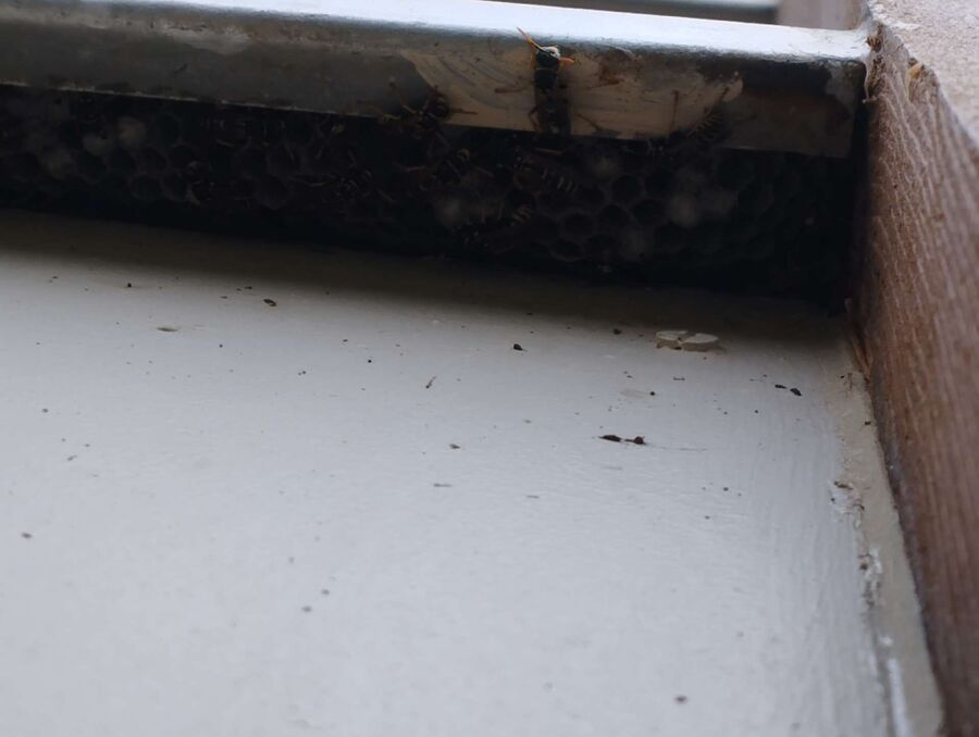 Bee nest at the house remove