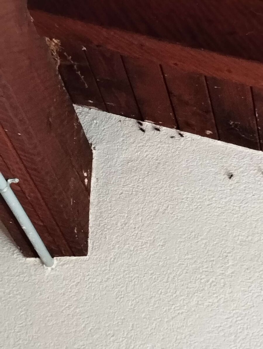 Bee nest at the house remove