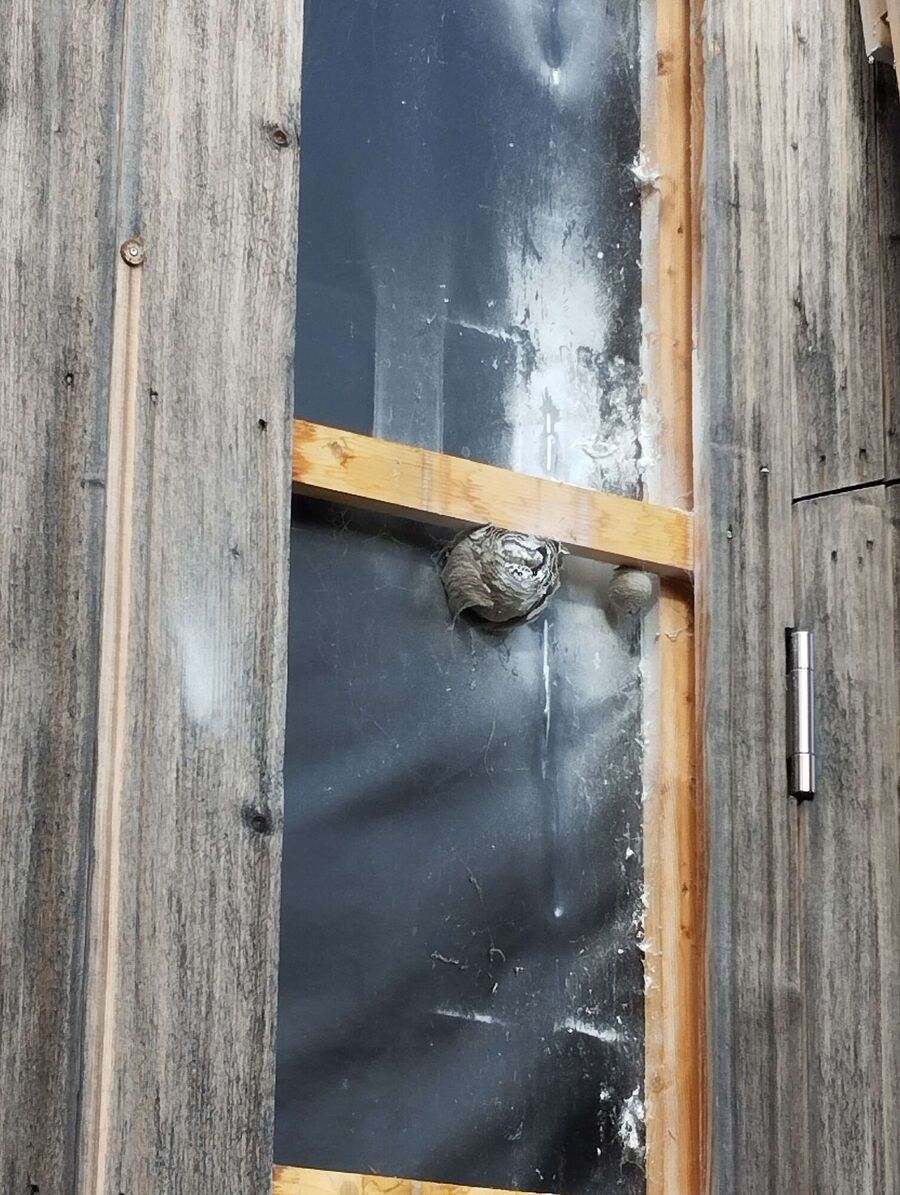 Bee nest at the house remove