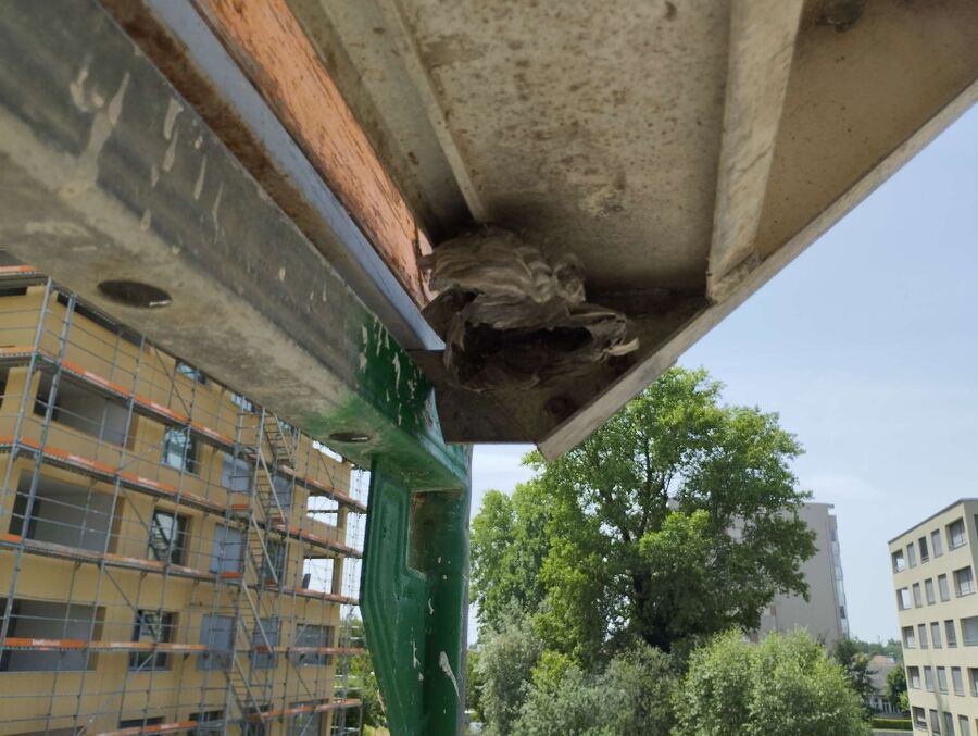 Relocate bees & remove bee nest