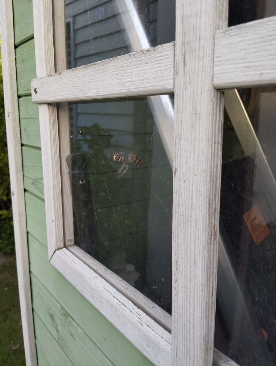 Relocate bees & remove bee nest