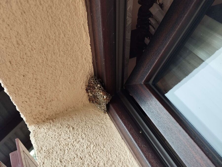 Bee nest at the house remove